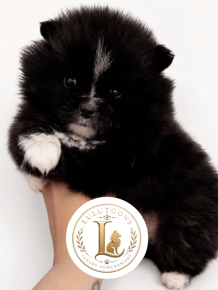 Filhote preto e branco de Spitz Alemão