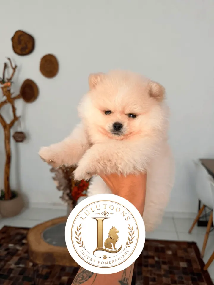 Filhote de Lulu da Pomerânia