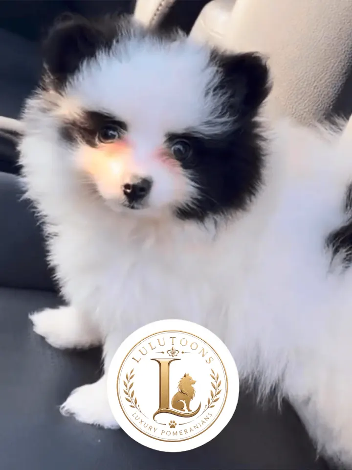 Filhote de Spitz Alemão em acompanhamento