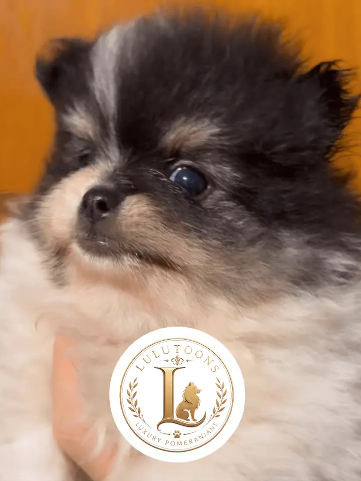 Filhote de Lulu da Pomerânia de pelagem clara