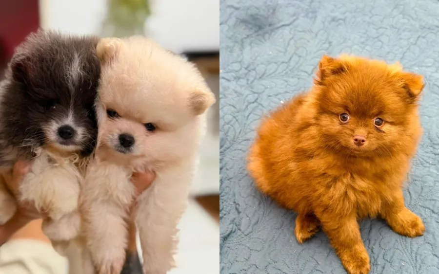 Filhotes de Lulu da Pomerânia em matéria do jornal O Dia